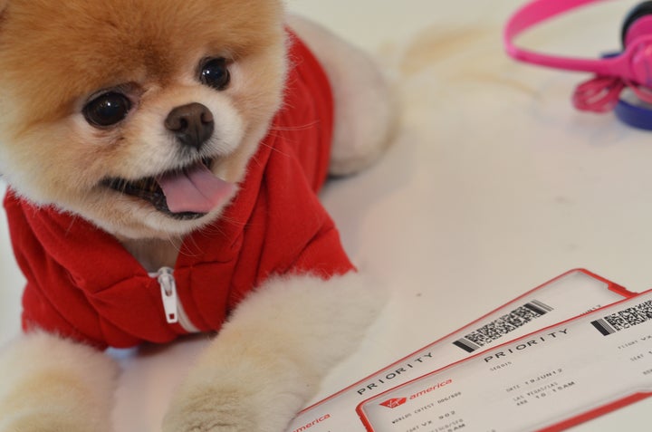 These Hotels Have The Cutest Animals As Brand Ambassadors!