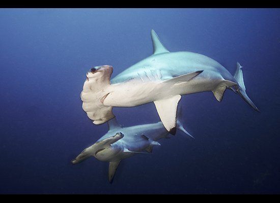 Scalloped hammerhead sharks approach