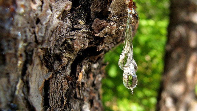 How to Remove Tree Sap from Car? A Step-by-Step Guide