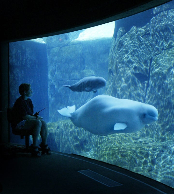 Baby Beluga': Whale That Inspired Popular Raffi Children's Song