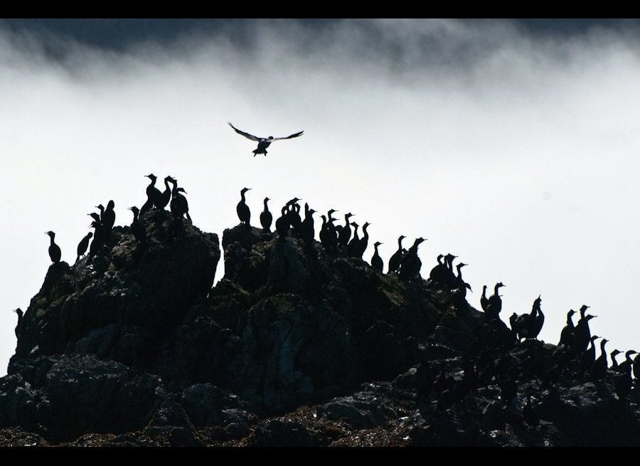 Cormorants