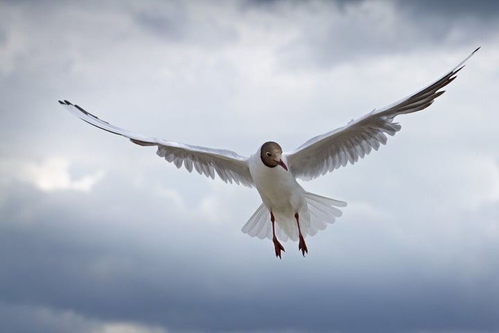 common gull at the sky