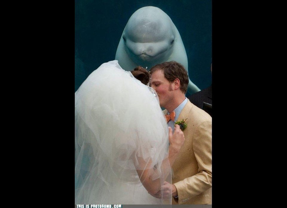 Wedding Photobomb Couple Gets Photobombed By Cuddly Sloth Photo Huffpost Life 