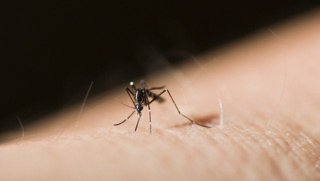 asian tiger mosquito or forest...