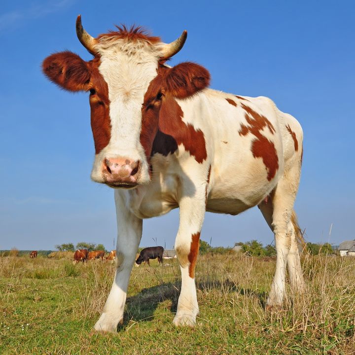 the calf on a summer pasture