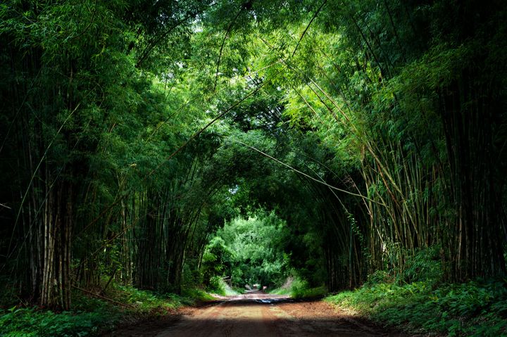 road with bamboo