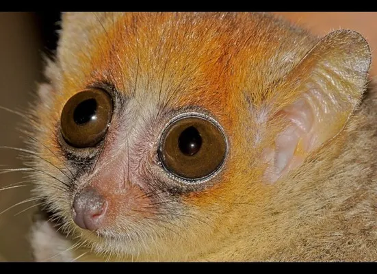 Madagascar's Real Animal Stars (PHOTOS) | HuffPost Life