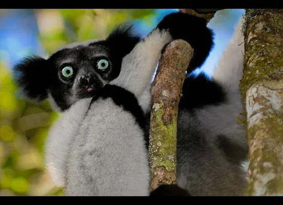 Madagascar's Real Animal Stars (PHOTOS) | HuffPost Life