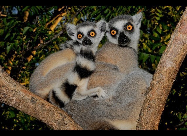 madagascar sugar glider