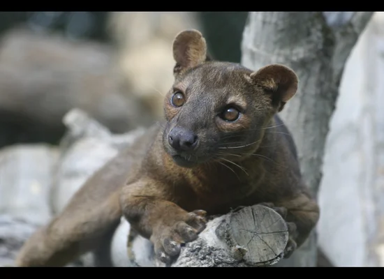 Madagascar's Real Animal Stars (PHOTOS) | HuffPost Life Madagascar's Real Animal Stars (PHOTOS) | HuffPost Life