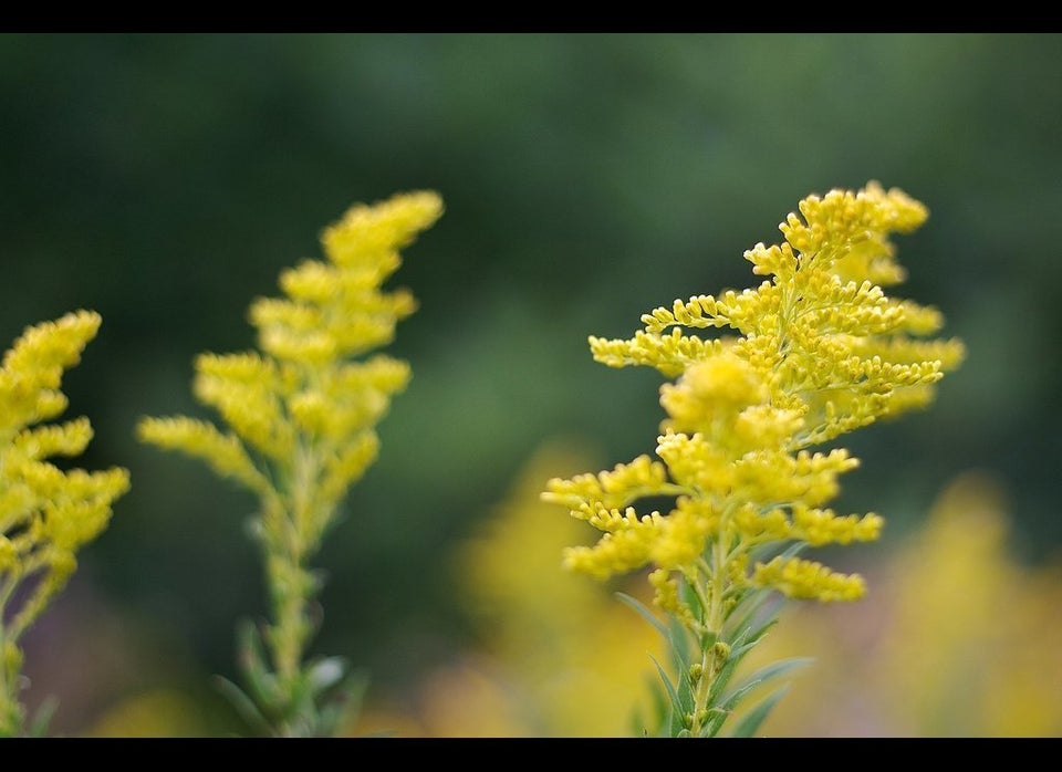 Golden Rod