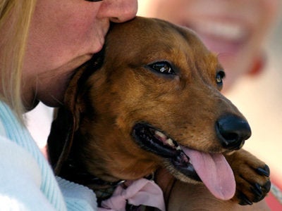 Why We Give to Animal Charities | HuffPost Life