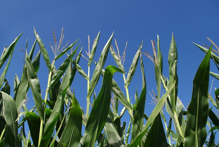 corn field in late summer...
