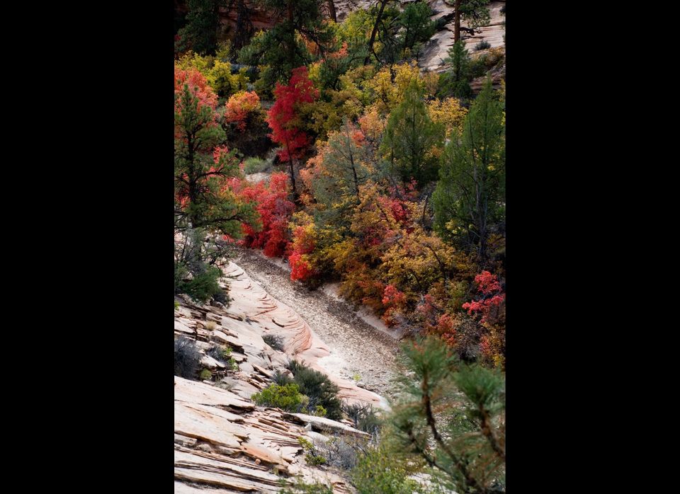 Fall Foliage in Zion Canyon