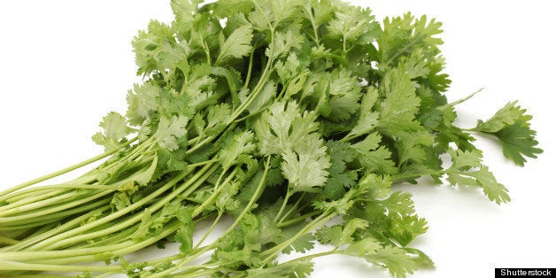 coriander on a white background