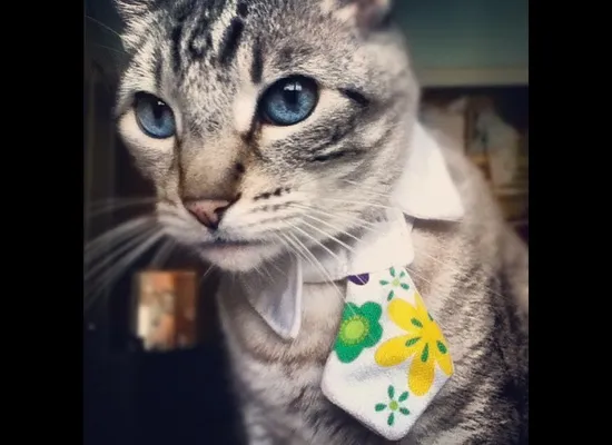 Presenting 'Rich Cats Of Instagram,' Or The Most Spoiled Felines