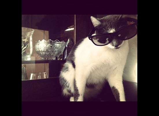 Presenting 'Rich Cats Of Instagram,' Or The Most Spoiled Felines