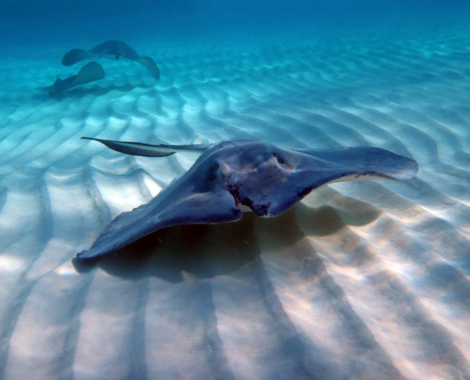 Scarred Stingray, Stingray City, Grand Cayan