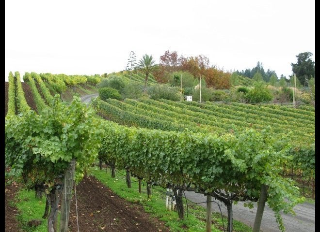 Benziger Family Vineyards