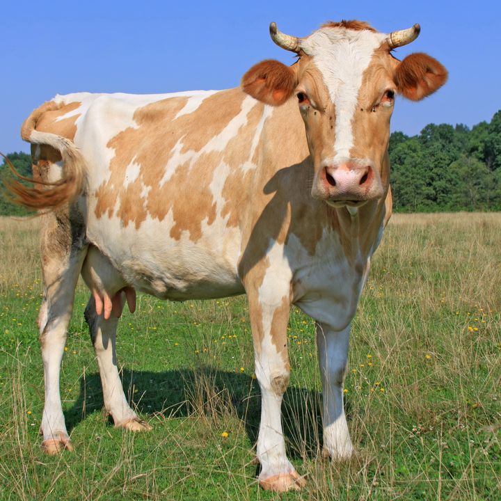 cow on a summer pasture