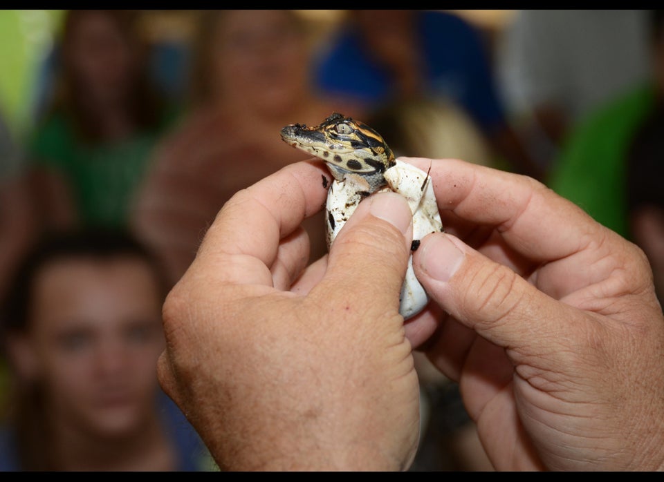 Happy hatchling