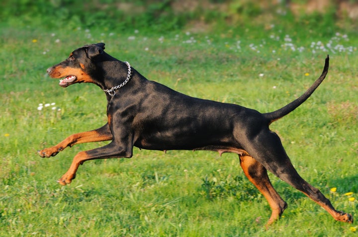 young black doberman dog...