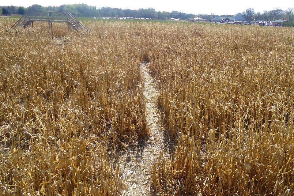 Walking Through A Corn Maze