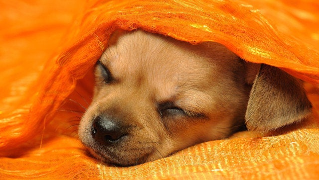 chihuahua puppy sleeping under...