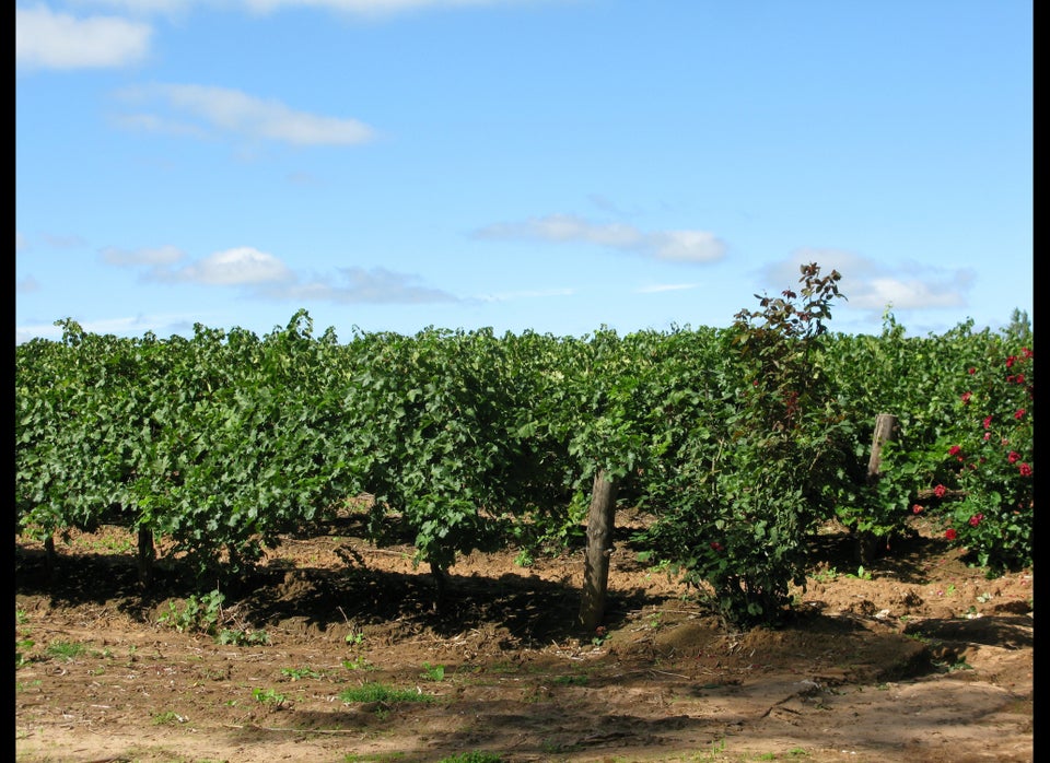 Springtime in the Barossa 