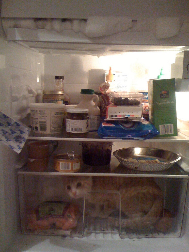 Cat shop food fridge