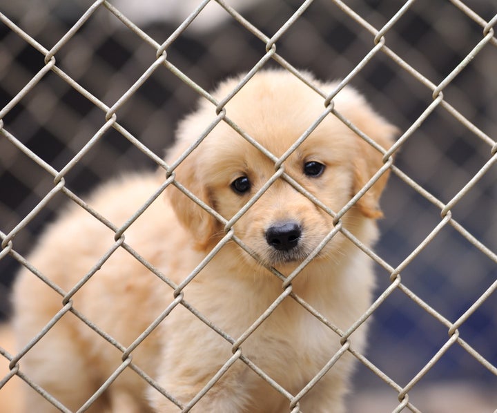 lonely dog in cage