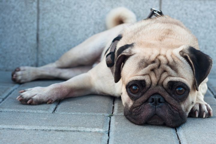 sad purebred pug dog lying on...