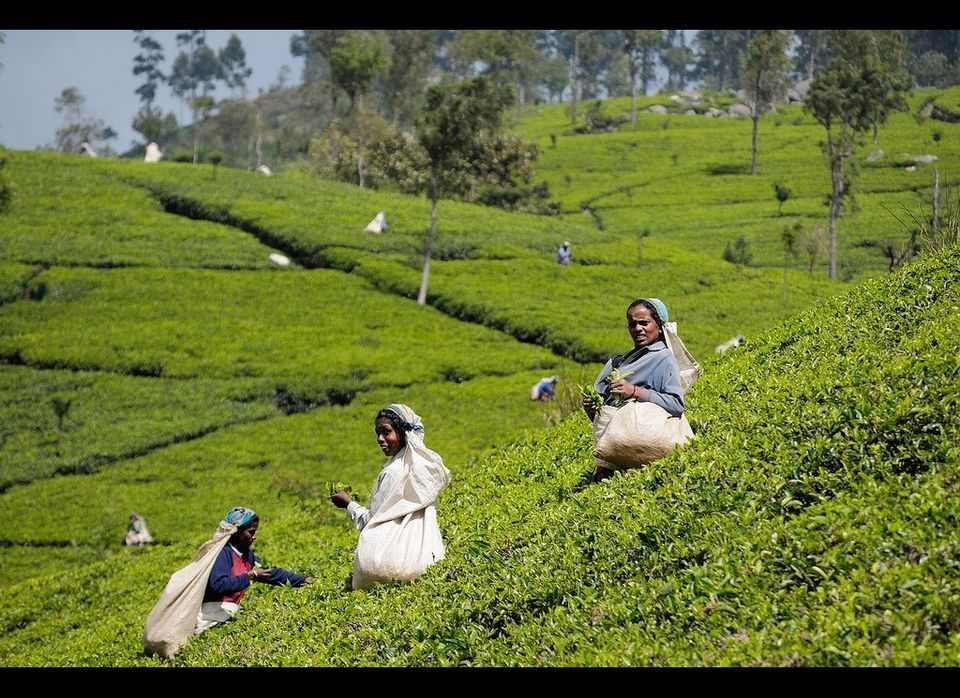 Sip Your Way Through ‘Little England’s’ Tea Plantations 