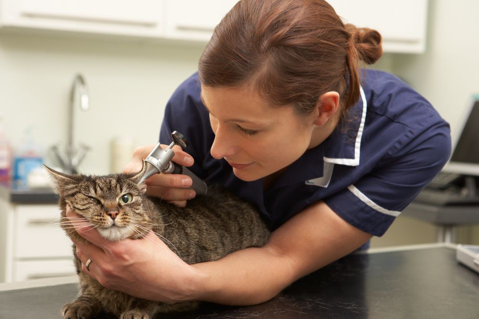 1. Visit Your Vet For A Checkup