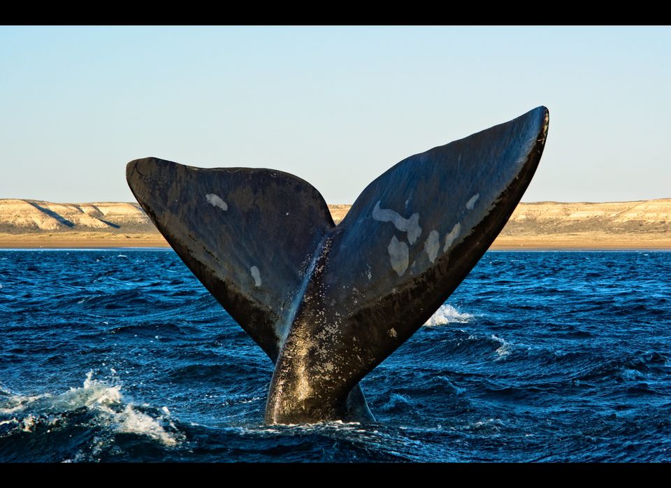 Wildlife Tour of Argentina & Whale watching in Peninsula Valdes