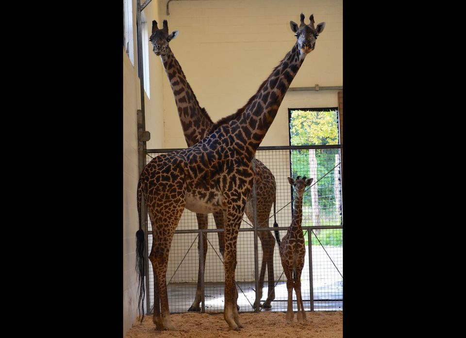 Lulu, Masai Giraffe, Cincinnati Zoo