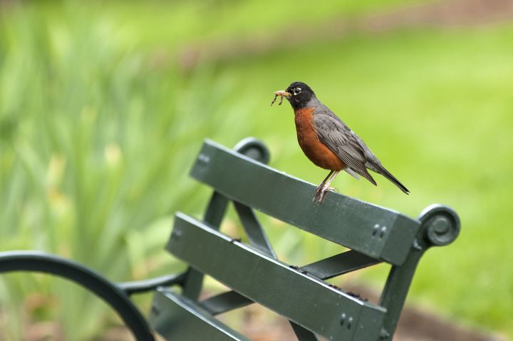 american robin with a worm...