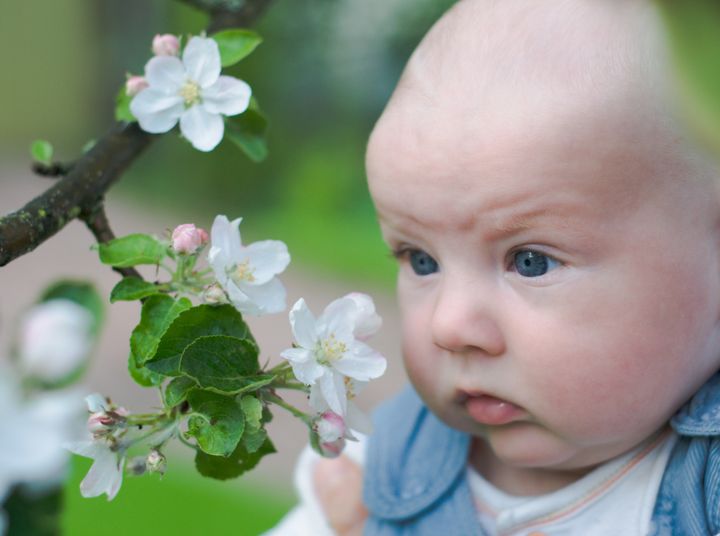 cute boy smelling apple tree...