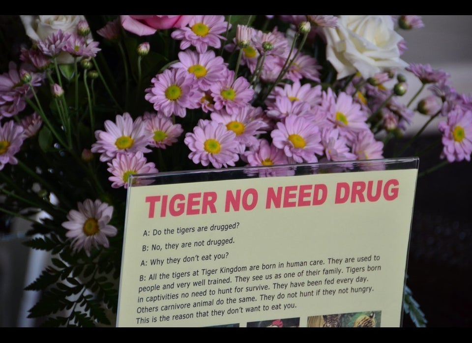 Tiger No Need Drug