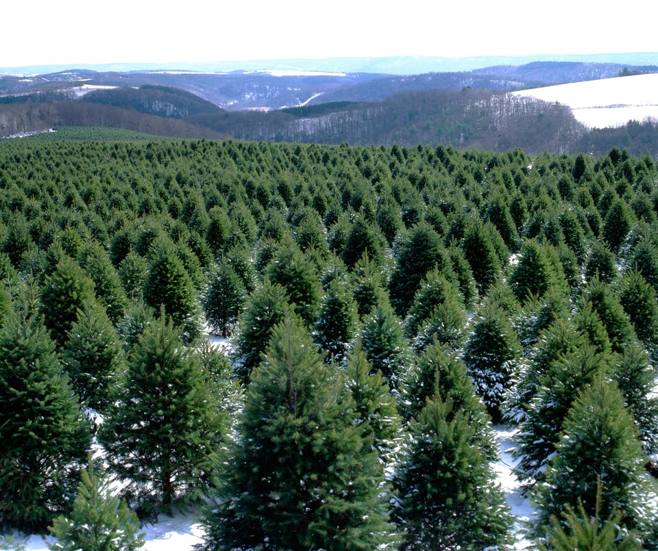 Stroll Through A Christmas Tree Farm (Or Fake It)