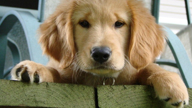 Description Golden Retriever dog (canis lupus familiaris), resting Un ... of dogs Category:Front views of dogs Category:Golden Retriever puppies ...