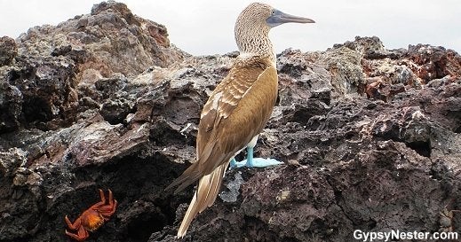 Blue Footed Boobie