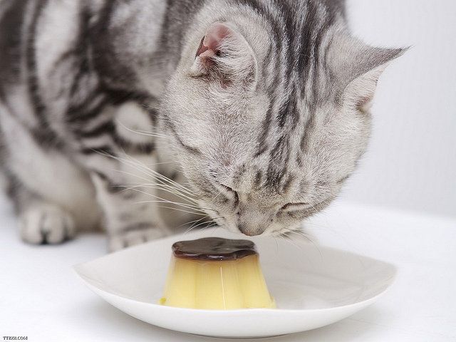 Cats Eating Fancy Flan
