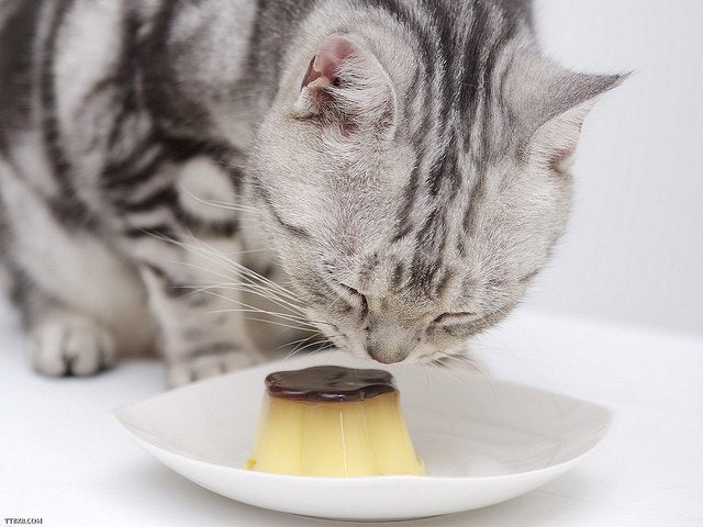 Cute Pet Pics: When They Eat Human Food (PHOTOS) | HuffPost Life Cute Pet Pics: When They Eat Human Food (PHOTOS) | HuffPost Life