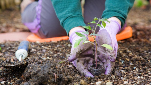 Gardening