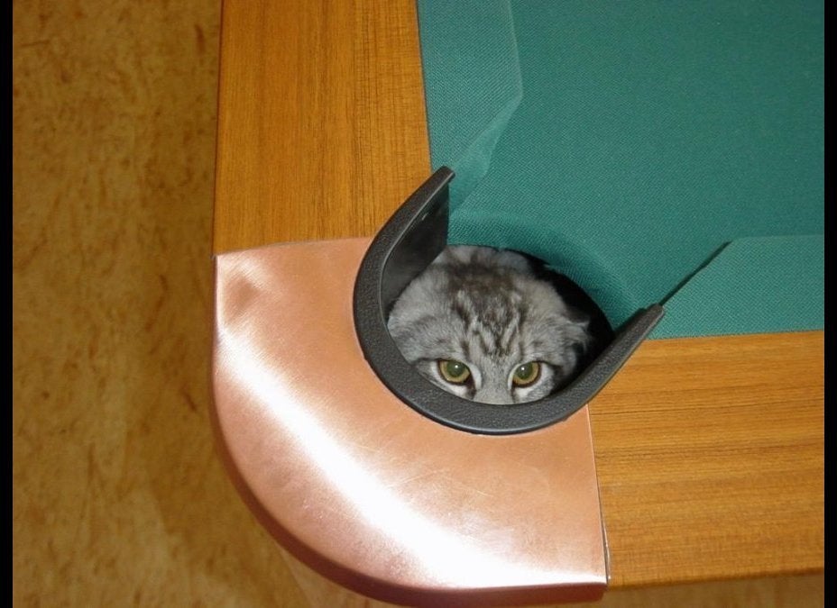 Pool Table Cat