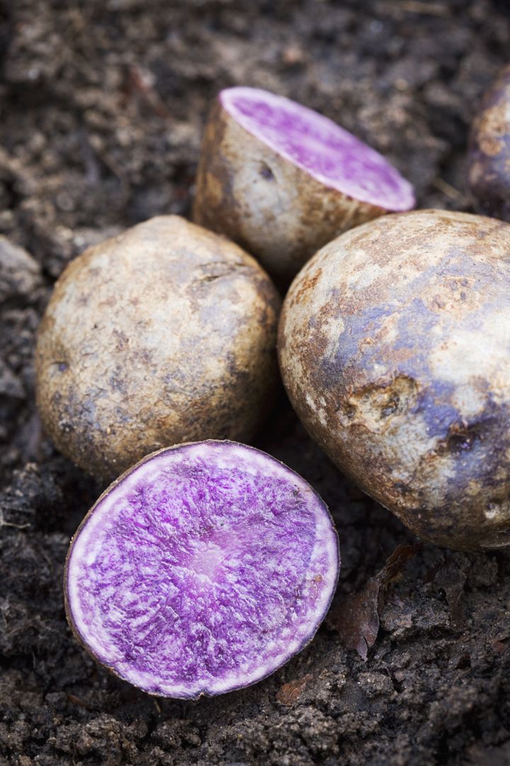 cross section of purple potato