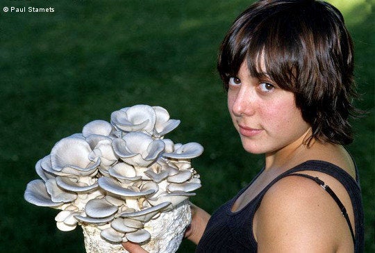 WOODEN BLOCK FOR HOLDING OYSTERS