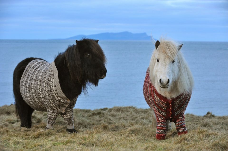 Shetland Ponies In Their Winter Woolies 