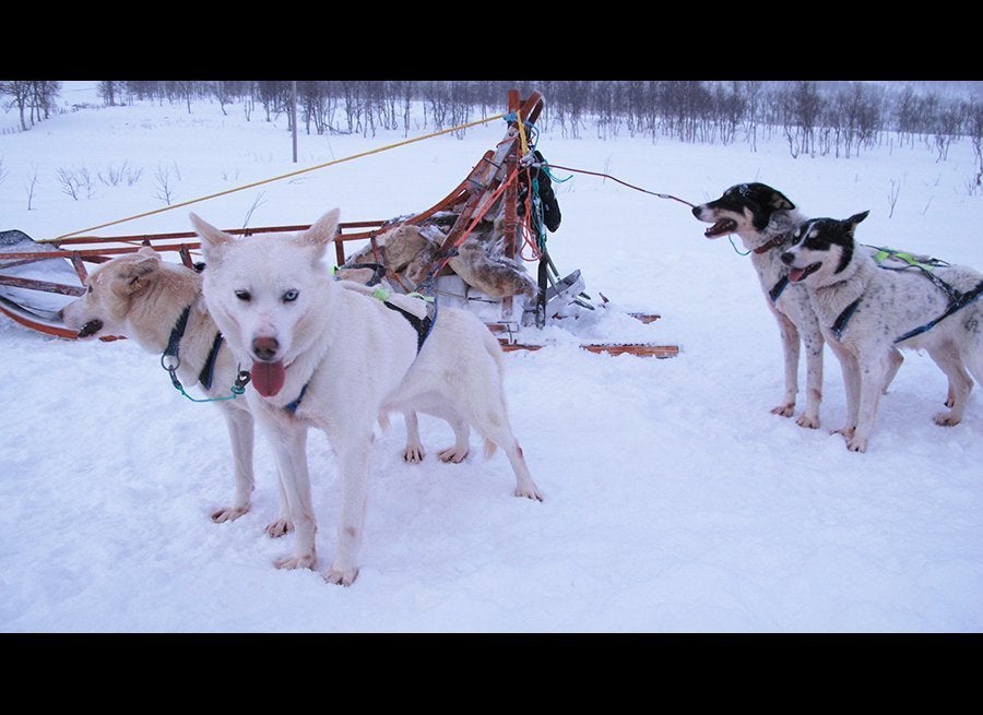 Alaskan Huskies